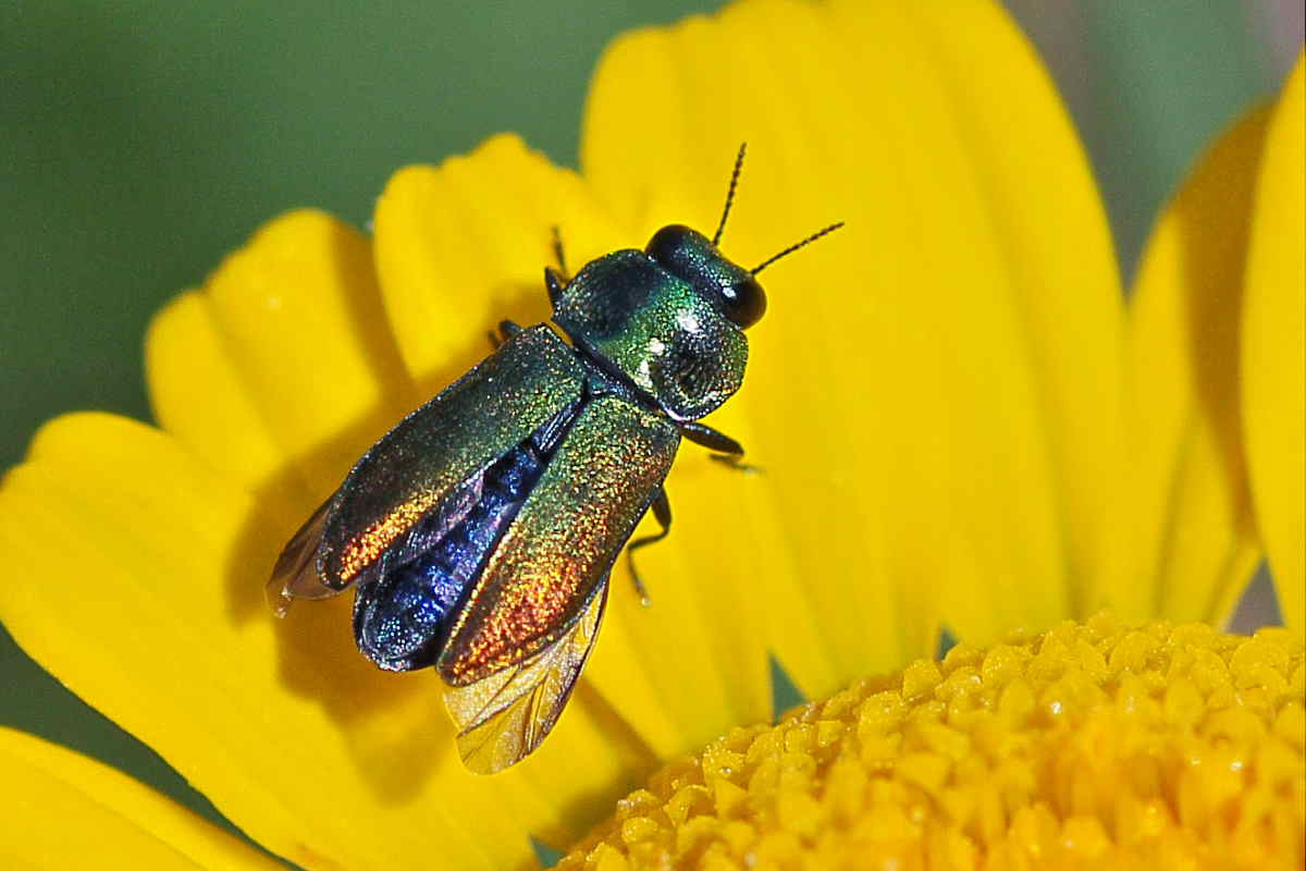 Buprestidi del Conero da identificare: A. thalassophila?